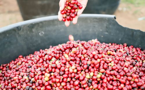 3元多，品味現(xiàn)磨精品咖啡與甜點時光